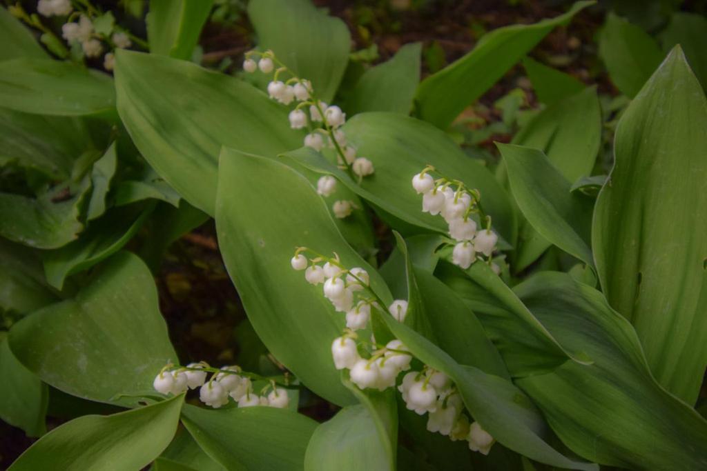 La Maison Muguet Civray  Εξωτερικό φωτογραφία